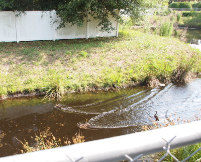 [Two huge vee wakes create a W in the water as two ducklings had been racing toward (or away from) something and stayed about five feet apart from each other.]